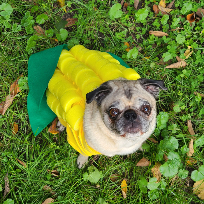 Dog wearing corn halloween costume